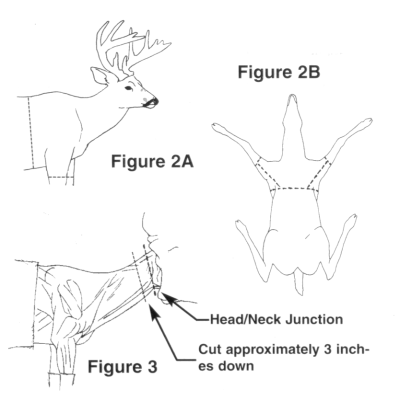 Figure 2A and 2B